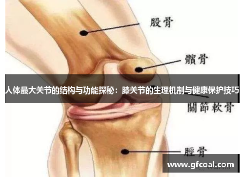 人体最大关节的结构与功能探秘：膝关节的生理机制与健康保护技巧